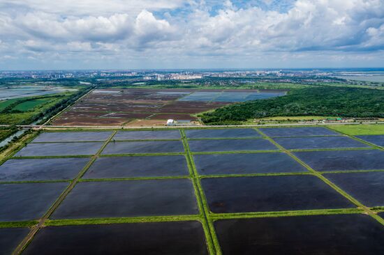 Russia Agriculture Rice
