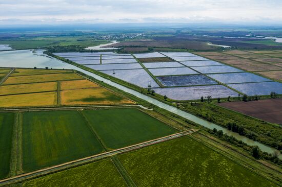 Russia Agriculture Rice