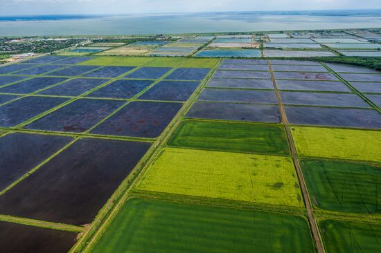 Russia Agriculture Rice