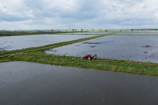 Russia Agriculture Rice