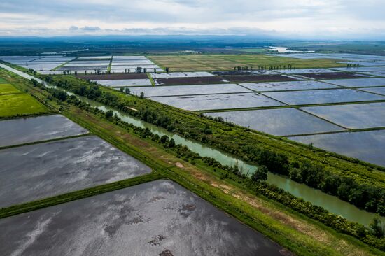 Russia Agriculture Rice