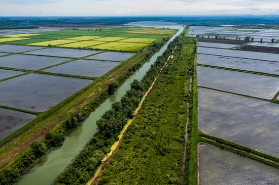 Russia Agriculture Rice