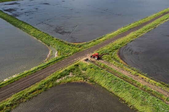 Russia Agriculture Rice