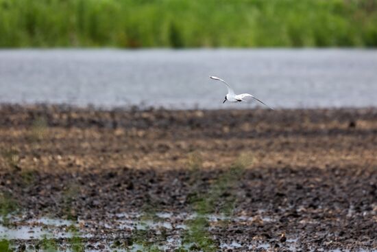 Russia Agriculture Rice