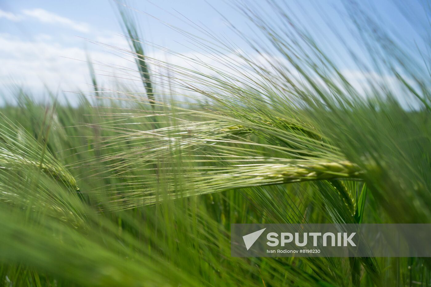 Ukraine Agriculture