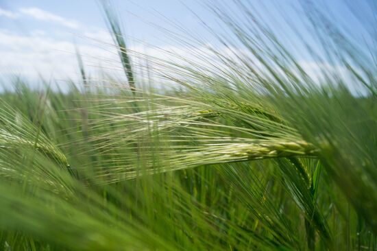 Ukraine Agriculture