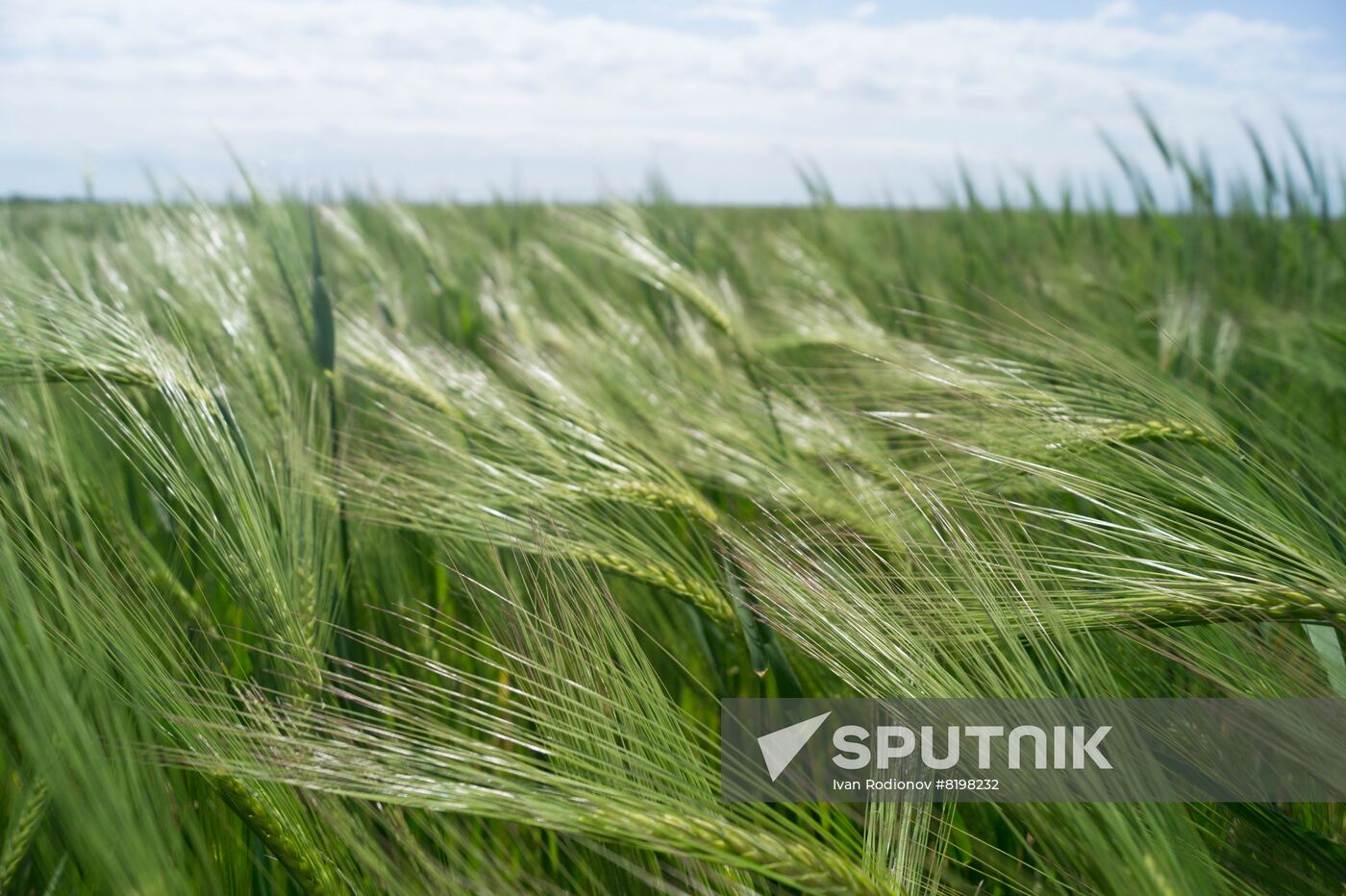 Ukraine Agriculture