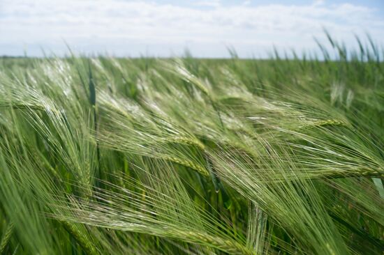 Ukraine Agriculture