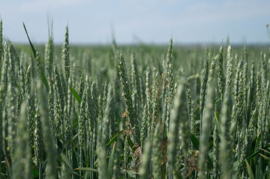 Ukraine Agriculture