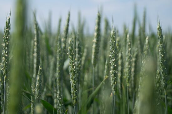 Ukraine Agriculture