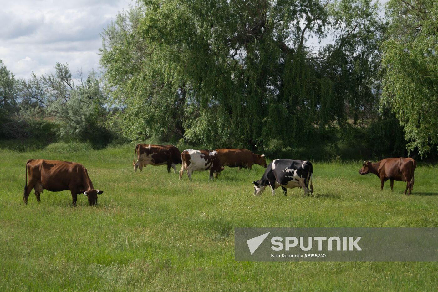 Ukraine Agriculture