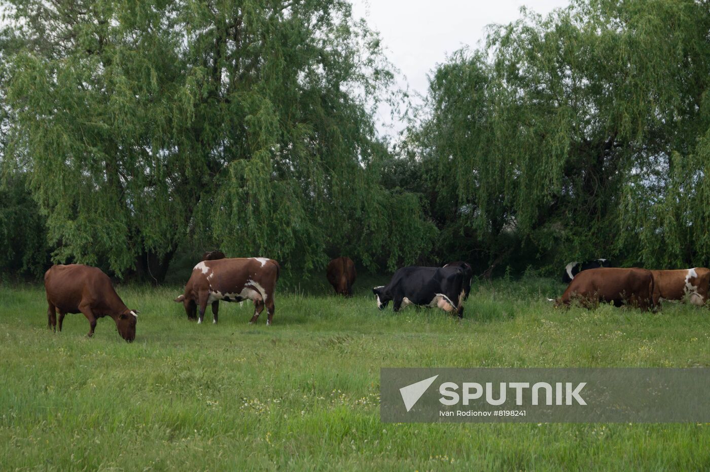 Ukraine Agriculture