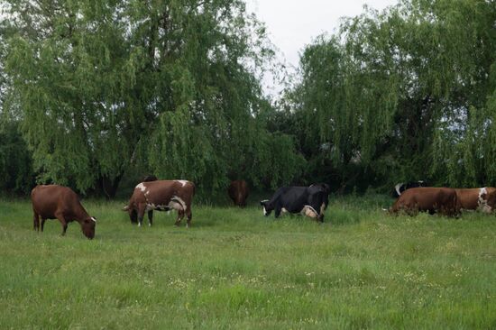 Ukraine Agriculture