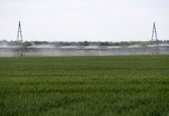 Ukraine Agriculture