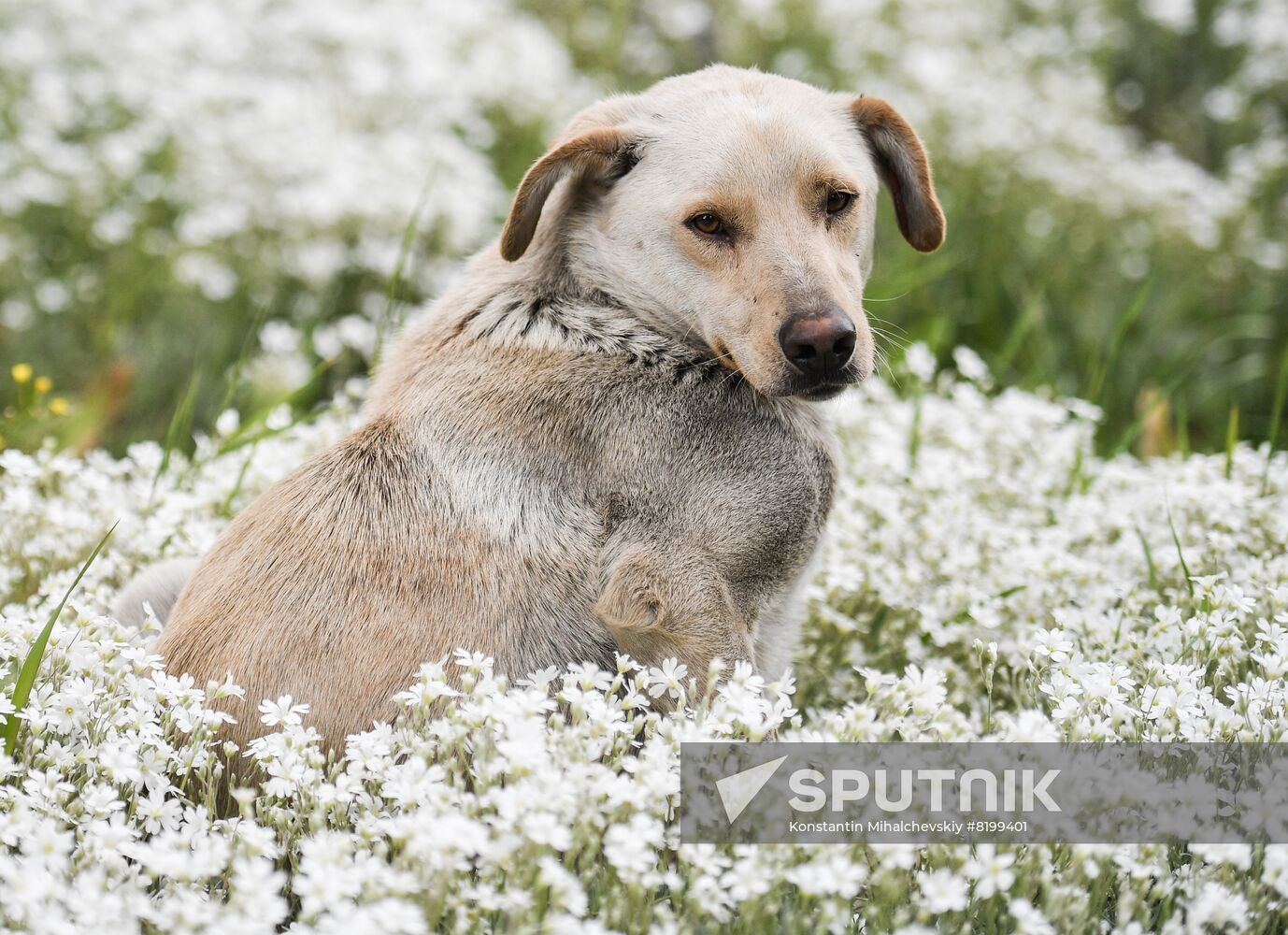 DPR Russia Ukraine Military Operation