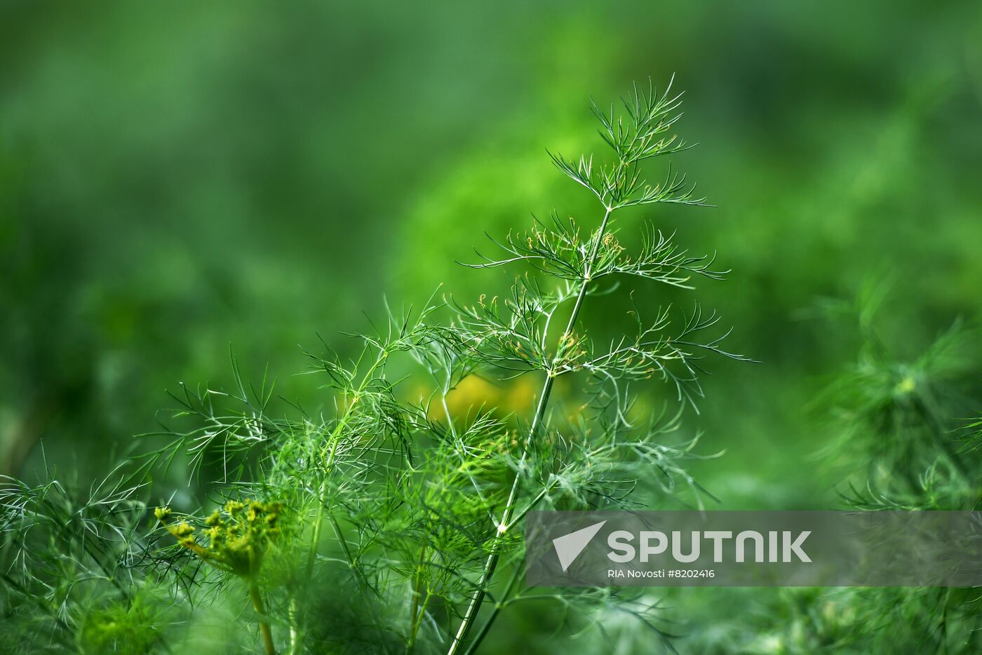 Ukraine Agriculture