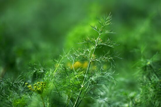 Ukraine Agriculture