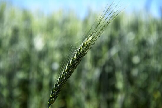 Ukraine Agriculture