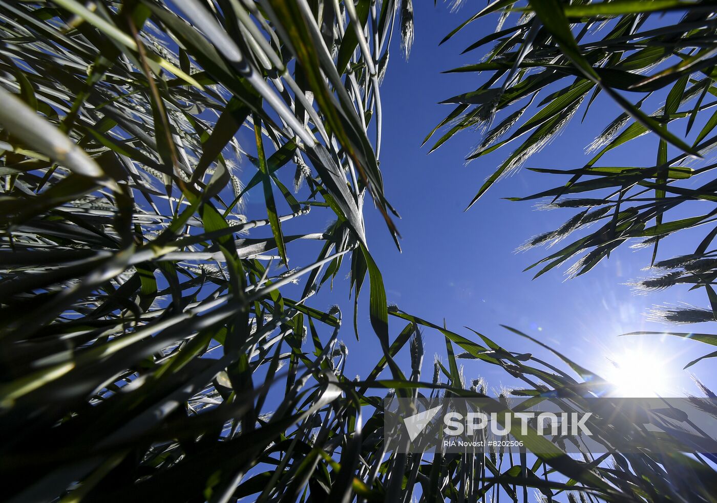 Ukraine Agriculture