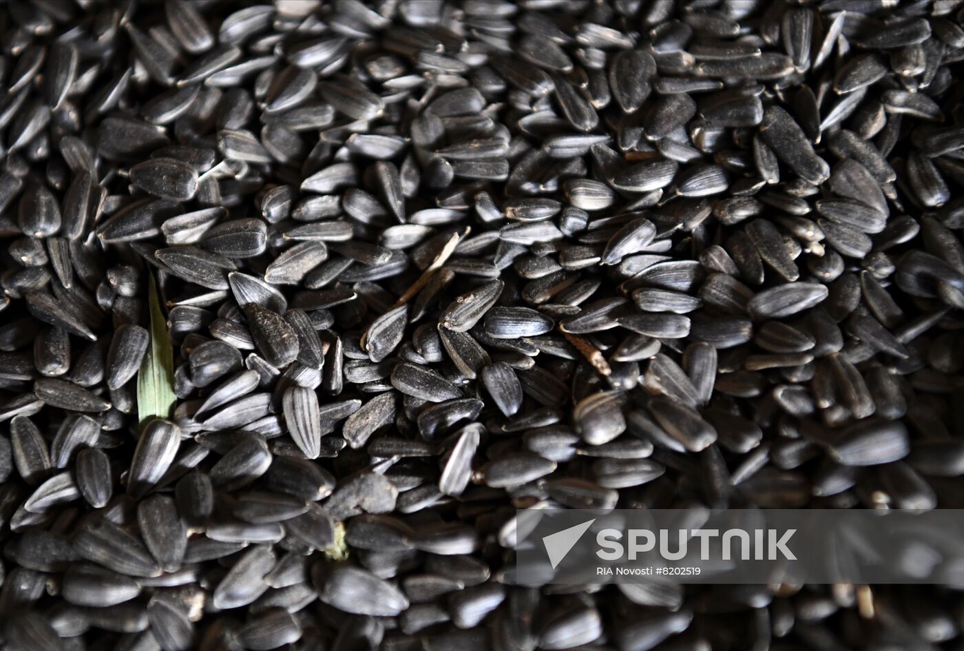 Ukraine Agriculture