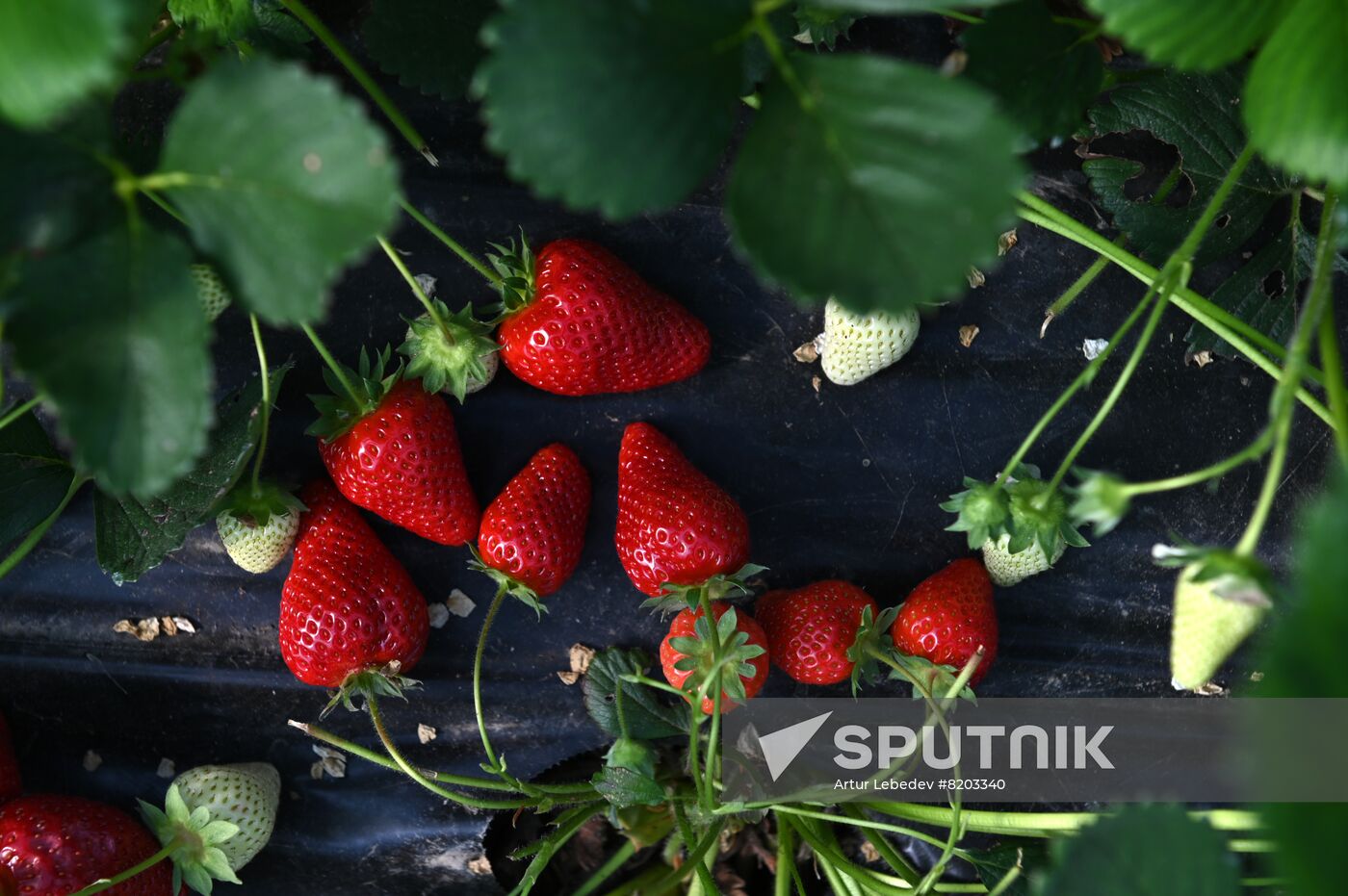 Russia Agriculture Strawberry Harvest