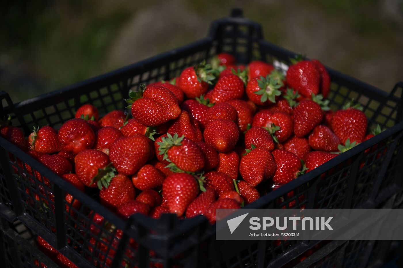 Russia Agriculture Strawberry Harvest