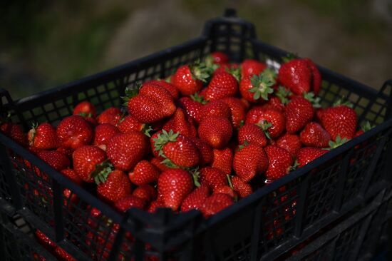 Russia Agriculture Strawberry Harvest
