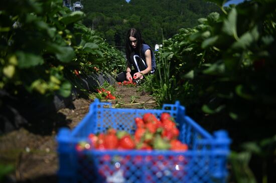 Russia Agriculture Strawberry Harvest