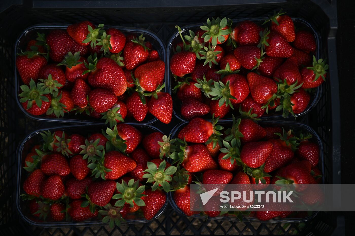 Russia Agriculture Strawberry Harvest