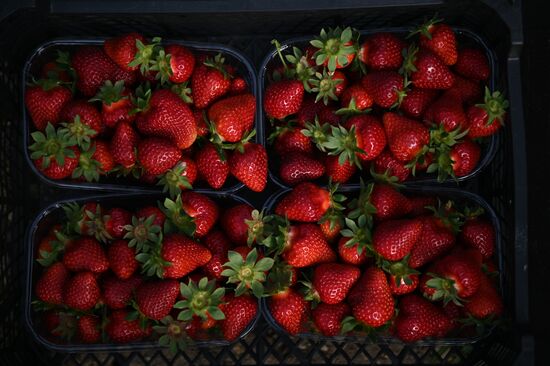 Russia Agriculture Strawberry Harvest