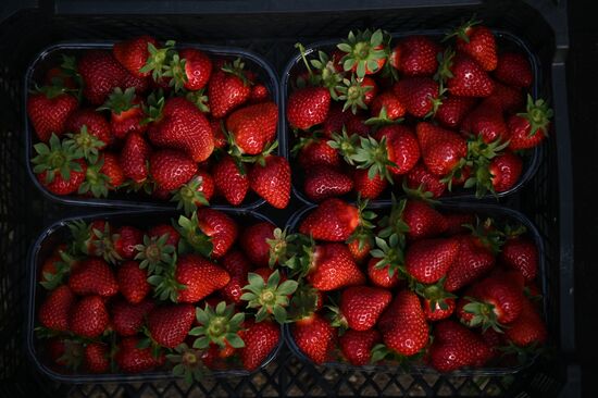 Russia Agriculture Strawberry Harvest