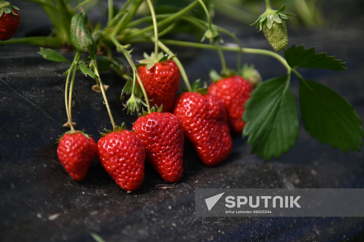 Russia Agriculture Strawberry Harvest