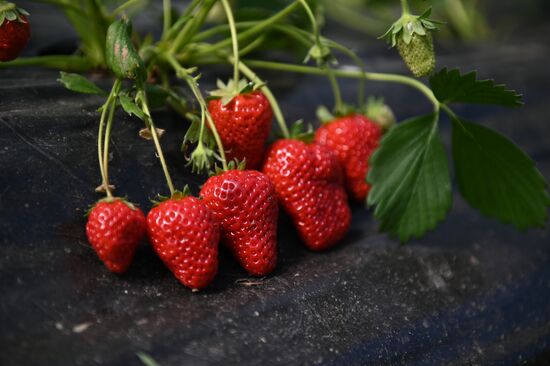 Russia Agriculture Strawberry Harvest