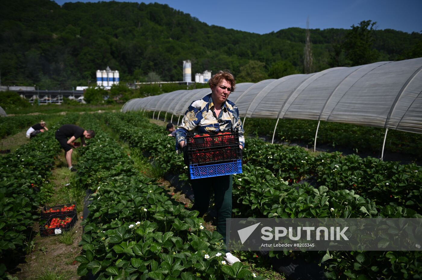 Russia Agriculture Strawberry Harvest