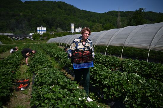 Russia Agriculture Strawberry Harvest