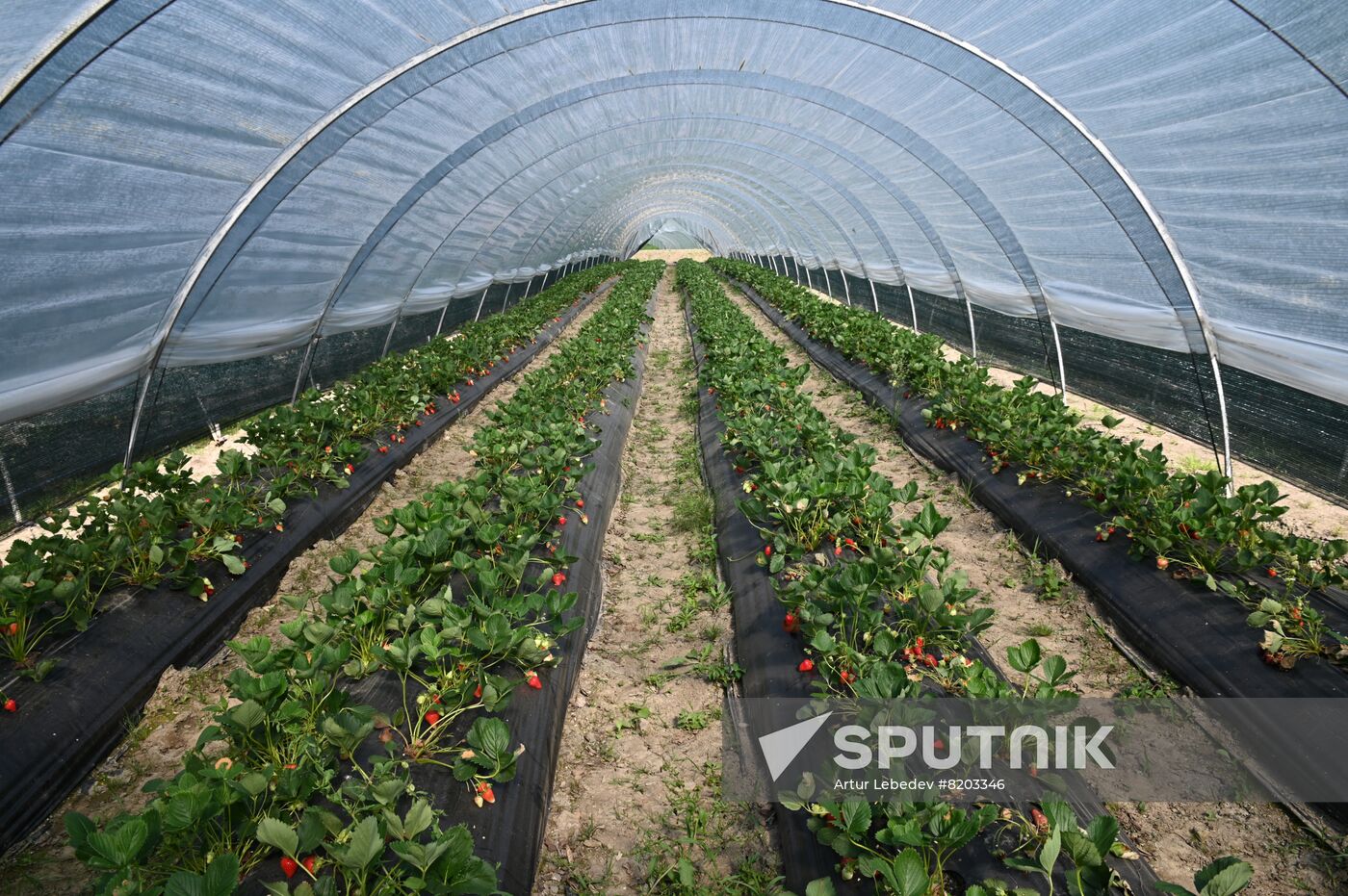 Russia Agriculture Strawberry Harvest