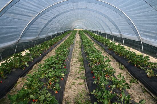 Russia Agriculture Strawberry Harvest