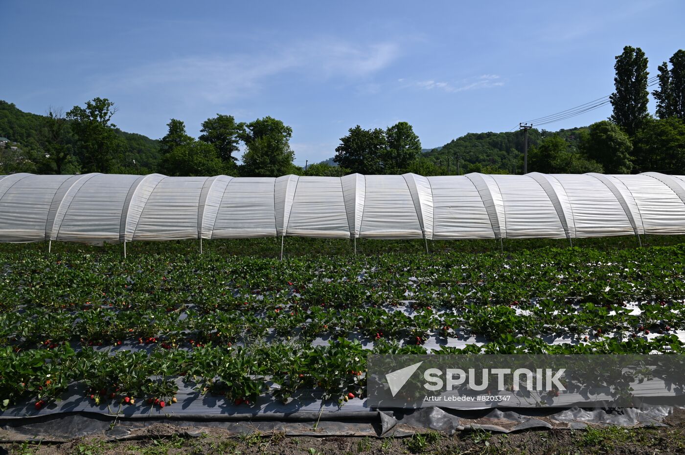 Russia Agriculture Strawberry Harvest