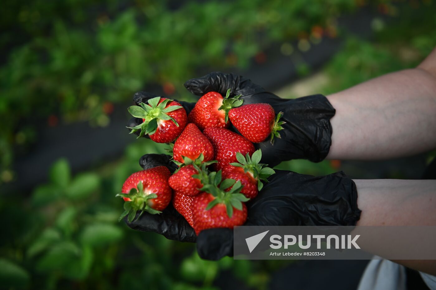Russia Agriculture Strawberry Harvest