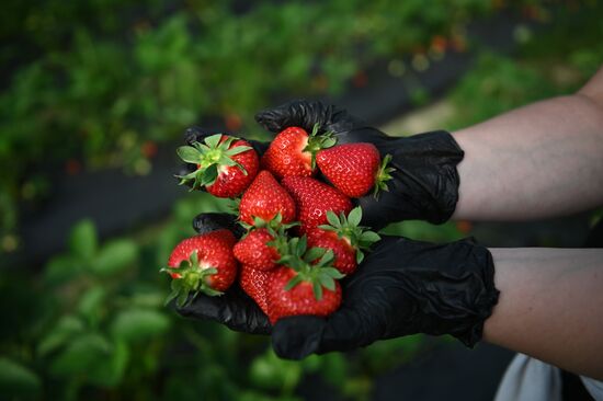 Russia Agriculture Strawberry Harvest