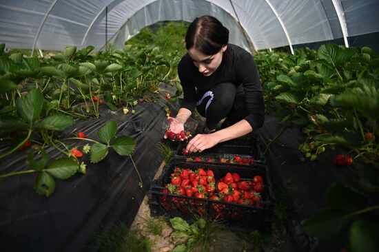 Russia Agriculture Strawberry Harvest