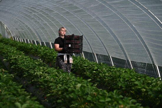 Russia Agriculture Strawberry Harvest