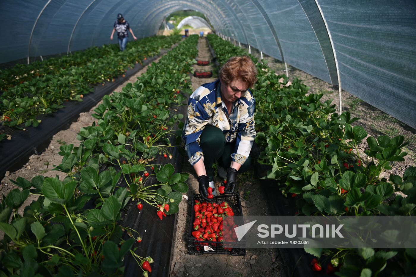 Russia Agriculture Strawberry Harvest