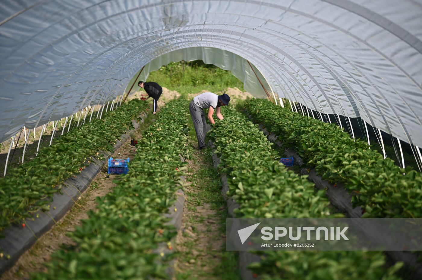Russia Agriculture Strawberry Harvest