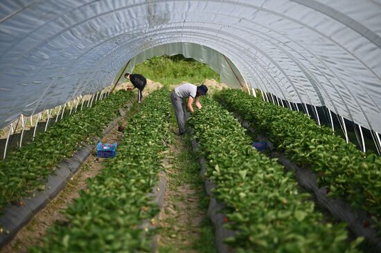 Russia Agriculture Strawberry Harvest