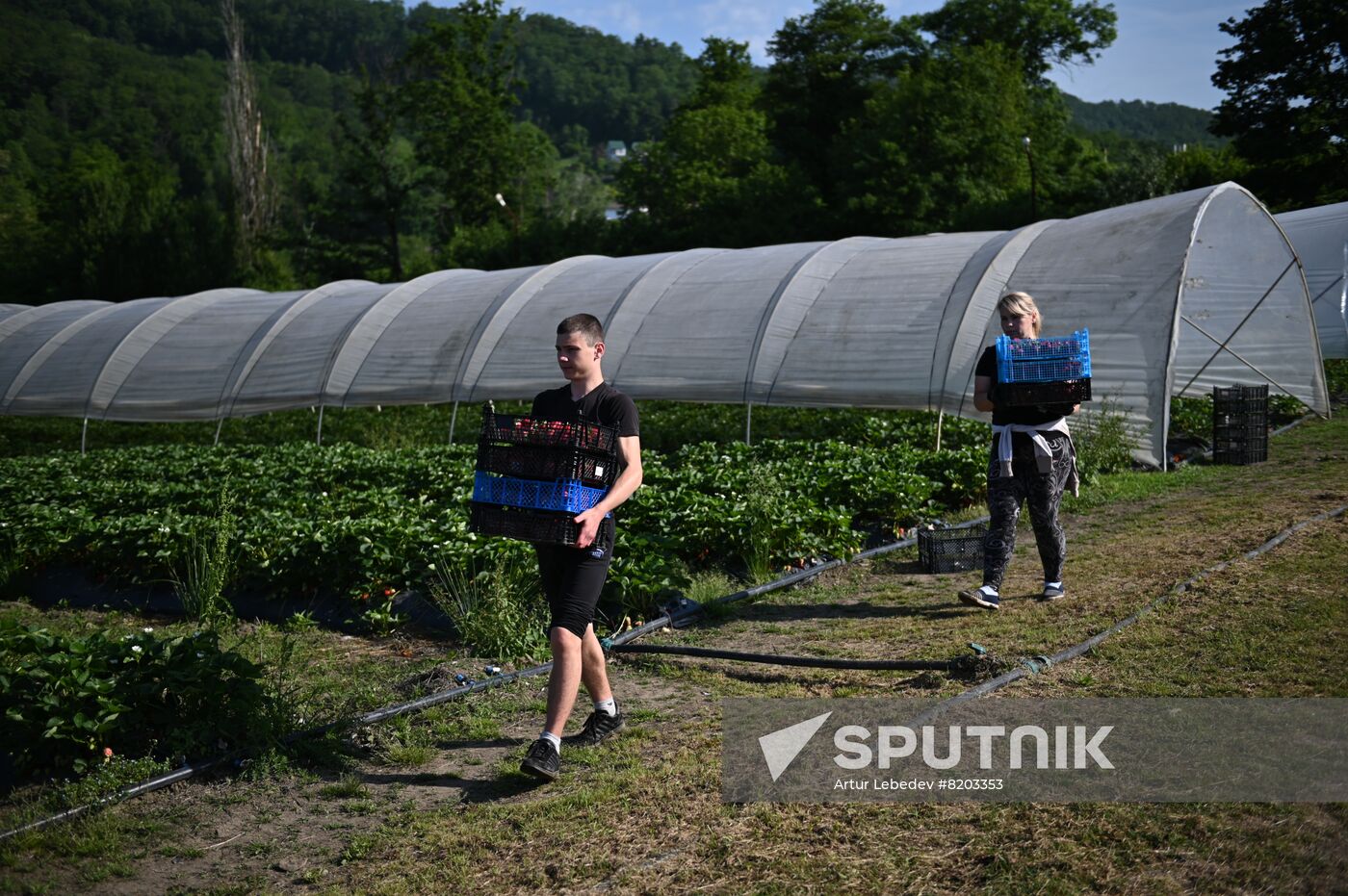 Russia Agriculture Strawberry Harvest