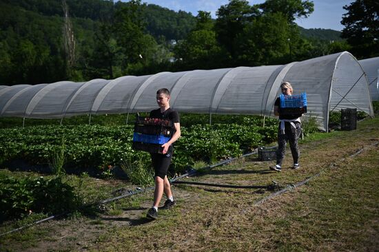 Russia Agriculture Strawberry Harvest