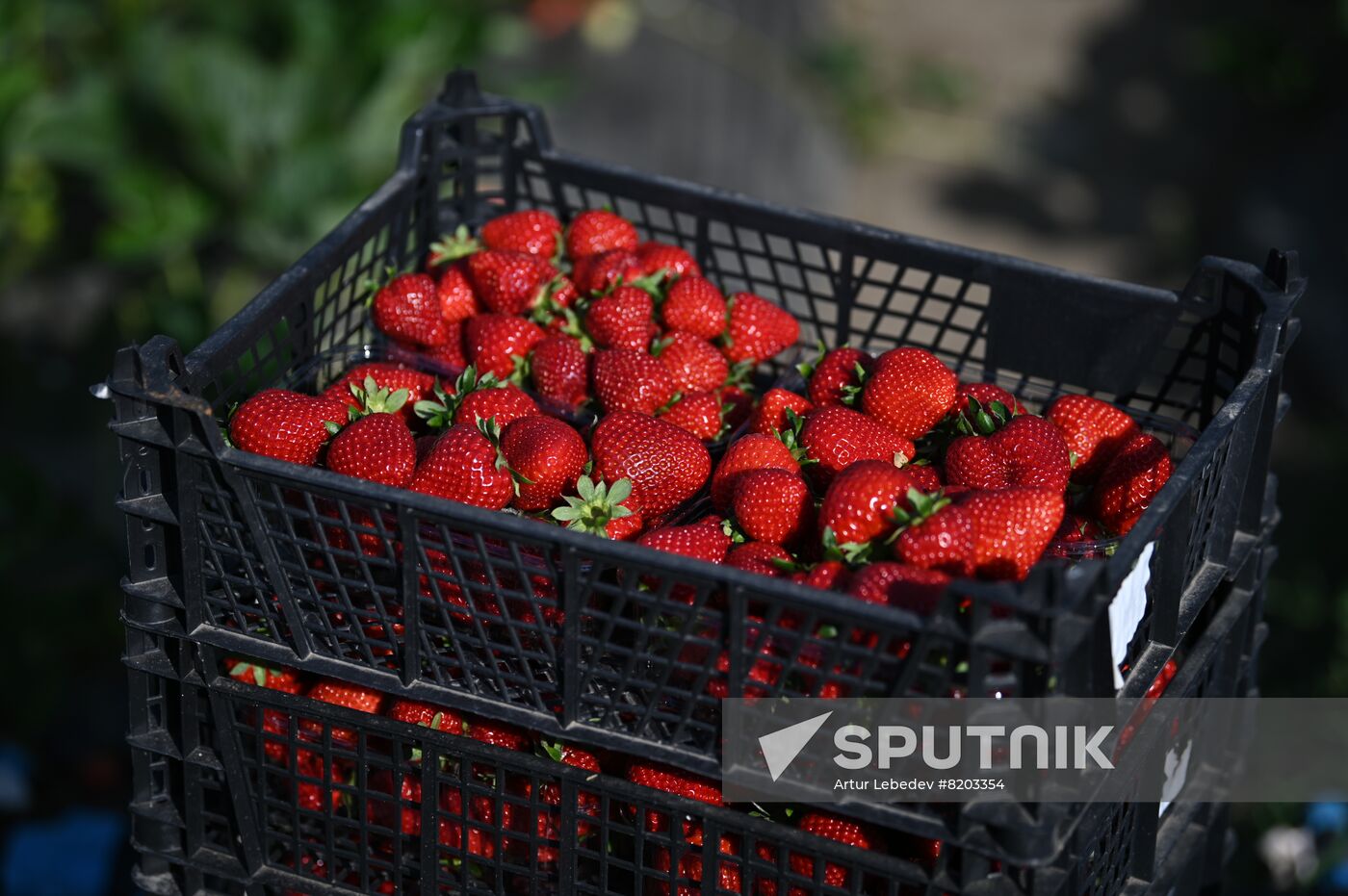 Russia Agriculture Strawberry Harvest