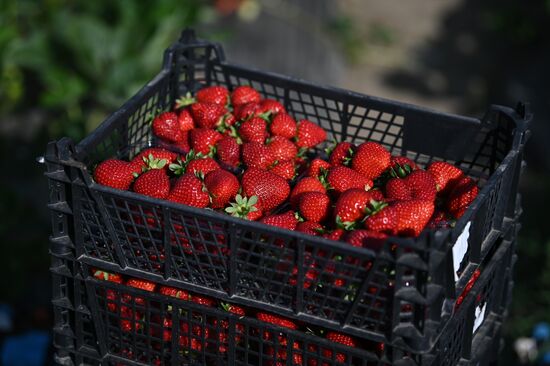 Russia Agriculture Strawberry Harvest
