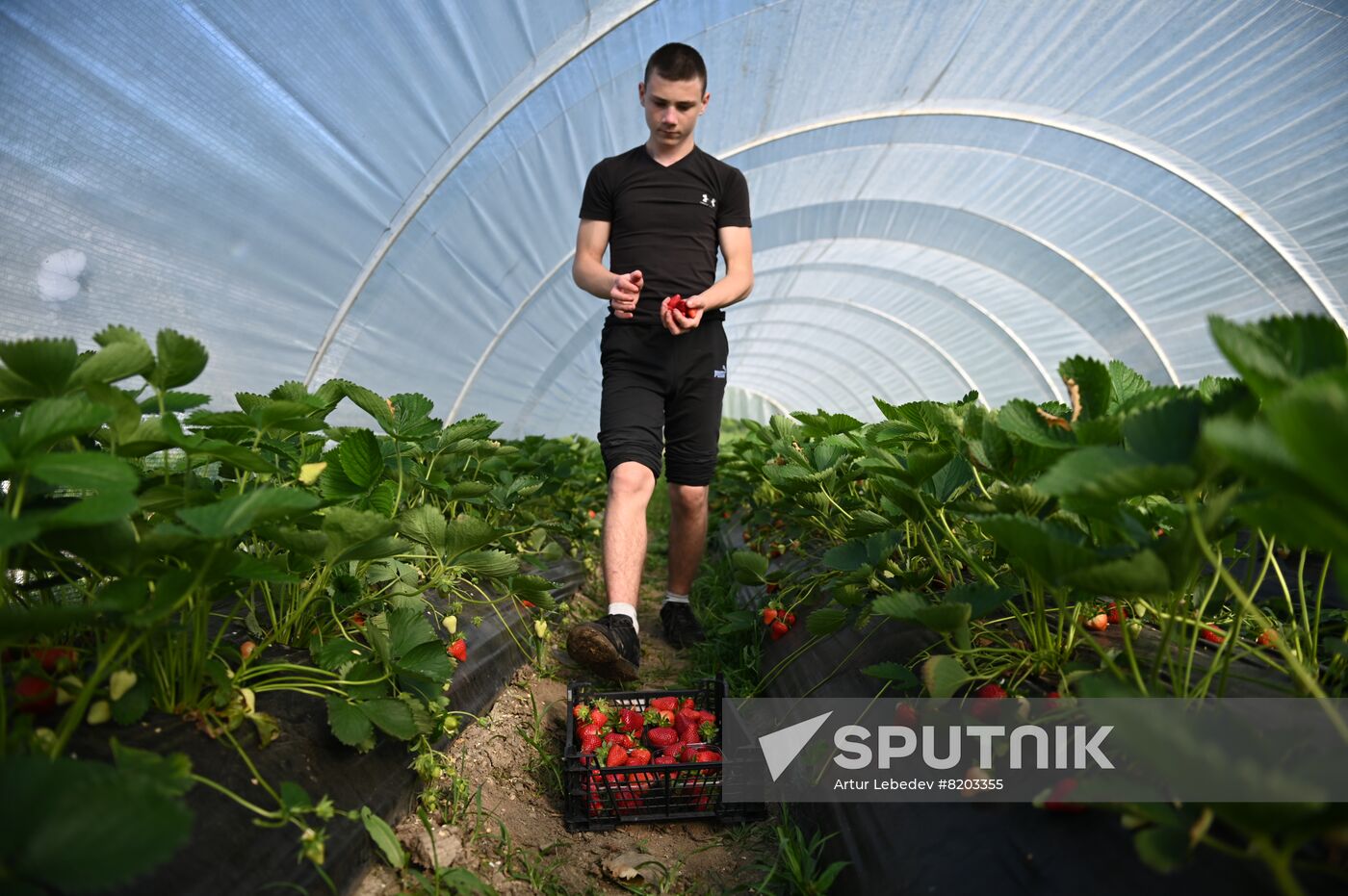 Russia Agriculture Strawberry Harvest